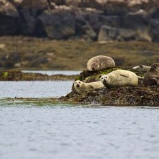 Harbour Seals (Phoca vitulina), Isle of Mull, Scotland