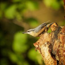 Eurasian Nuthatch (Sitta europaea), Cheshire, England