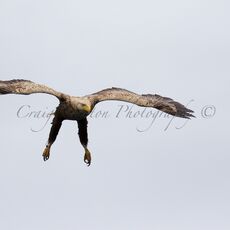 White-tailed Eagle (Haliaeetus albicilla), Isle of Mull, Scotland