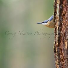 Eurasian Nuthatch (Sitta europaea), Edinburgh, Scotland