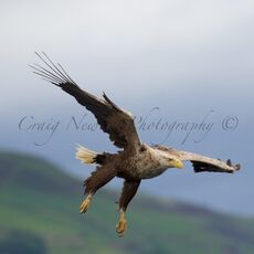White-tailed Eagle (Haliaeetus albicilla), Isle of Mull, Scotland