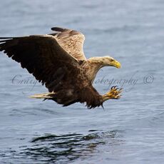 White-tailed Eagle (Haliaeetus albicilla), Isle of Mull, Scotland