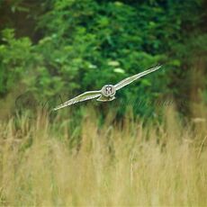 Long-eared Owl (Asio otus), Edinburgh, Scotland