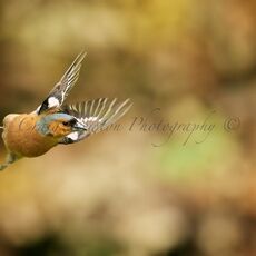 Common Chaffinch (Fringilla coelebs), Leitholm, Scotland