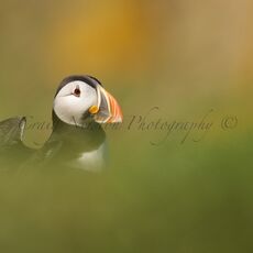 Atlantic Puffin (Fratercula arctica), Isle of May, Scotland