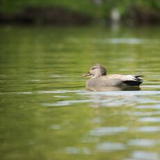 Gadwall (Mareca strepera), Delta, British Columbia, Canada