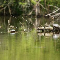 Western Painted Turtle (Chrysemys picta bellii), Delta, British Columbia, Canada