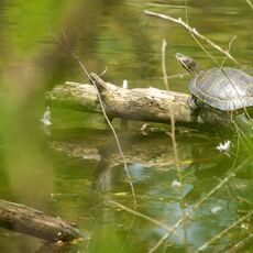 Western Painted Turtle (Chrysemys picta bellii), Delta, British Columbia, Canada