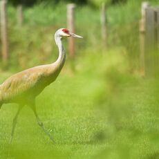 Sandhill Crane (Antigone canadensis), Delta, British Columbia, Canada