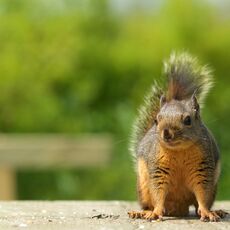 Douglas Squirrel (Tamiasciurus douglasii), Langley, British Columbia, Canada