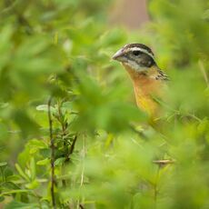 Black-headed Grosbeak (Pheucticus melanocephalus), Langley, British Columbia, Canada