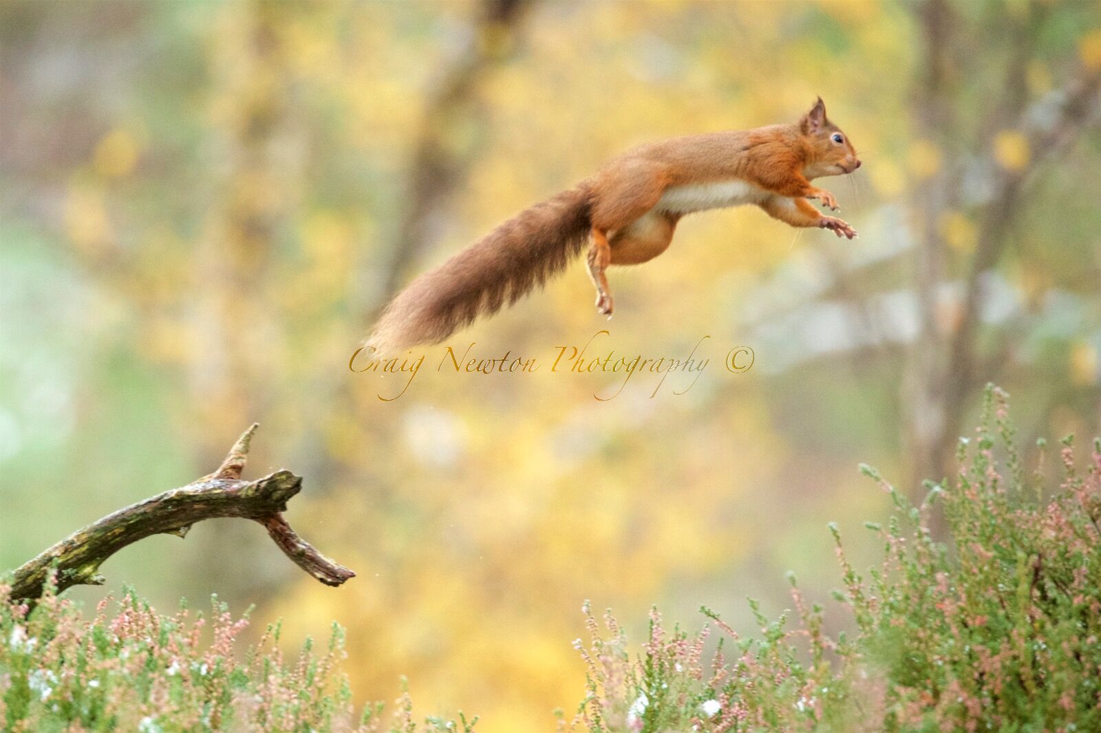 Eurasian Red Squirrel (Sciurus vulgaris), Cairngorms NP, Scotland