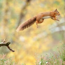 Eurasian Red Squirrel (Sciurus vulgaris), Cairngorms NP, Scotland