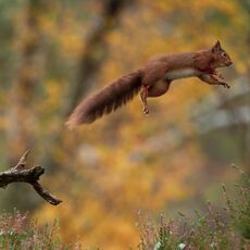 Eurasian Red Squirrel (Sciurus vulgaris), Cairngorms NP, Scotland