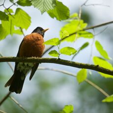 American Robin (Turdus migratorius), Langley, British Columbia, Canada