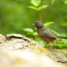 Spotted Towhee (Pipilo maculatus), Langley, British Columbia, Canada