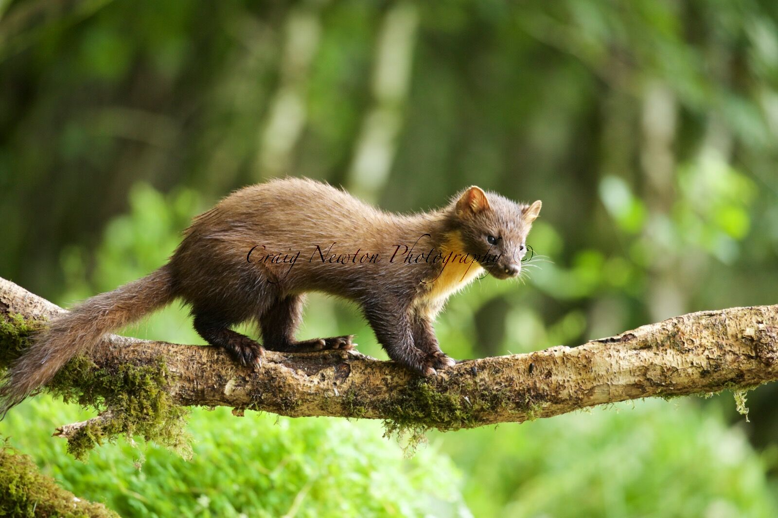 European Pine Marten (Martes martes), Barrandaimh, Scotland