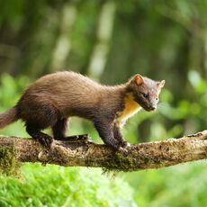 European Pine Marten (Martes martes), Barrandaimh, Scotland