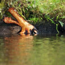 Eurasian Beaver (Castor fiber) Knapdale, Scotland