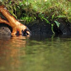 Eurasian Beaver (Castor fiber) Knapdale, Scotland