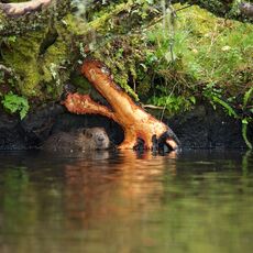 Eurasian Beaver (Castor fiber) Knapdale, Scotland