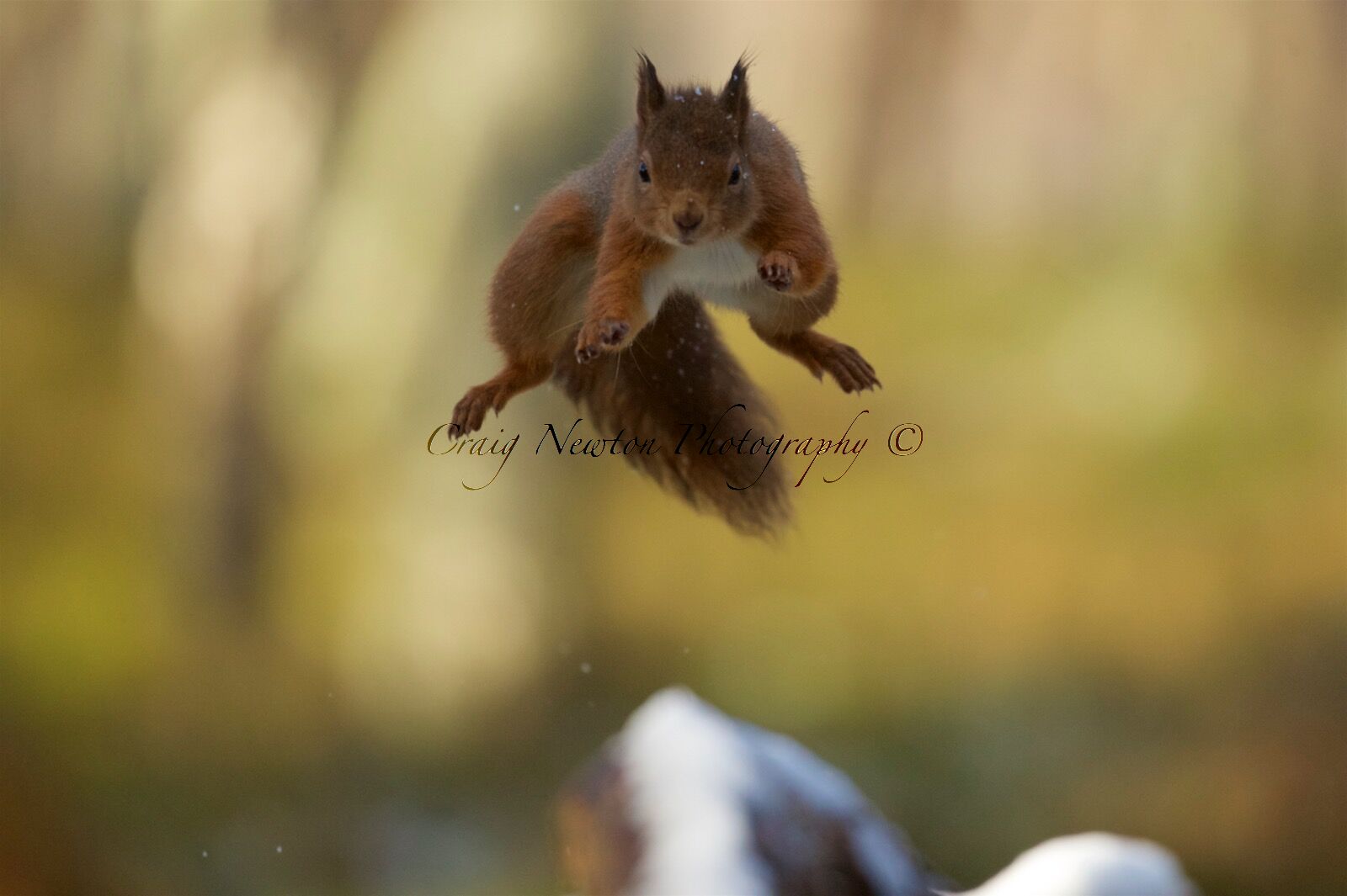 Eurasian Red Squirrel (Sciurus vulgaris), Cairngorms NP, Scotland
