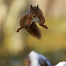 Eurasian Red Squirrel (Sciurus vulgaris), Cairngorms NP, Scotland