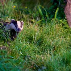 European Badger (Meles meles), Denholm, Scotland