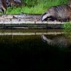 European Badger (Meles meles), Denholm, Scotland