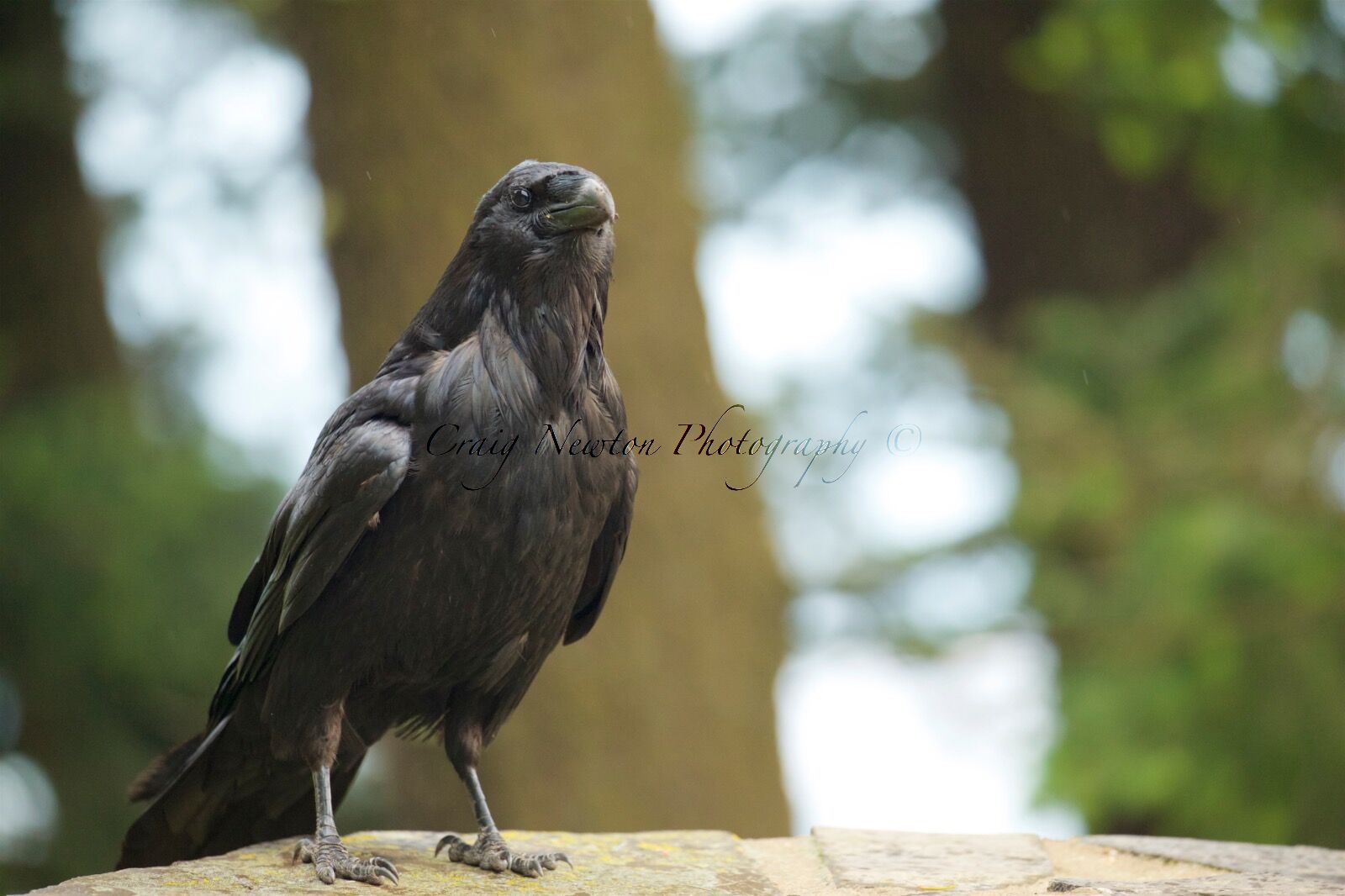Common Raven (Corvus corax), Banff NP, Alberta, Canada