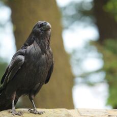 Common Raven (Corvus corax), Banff NP, Alberta, Canada