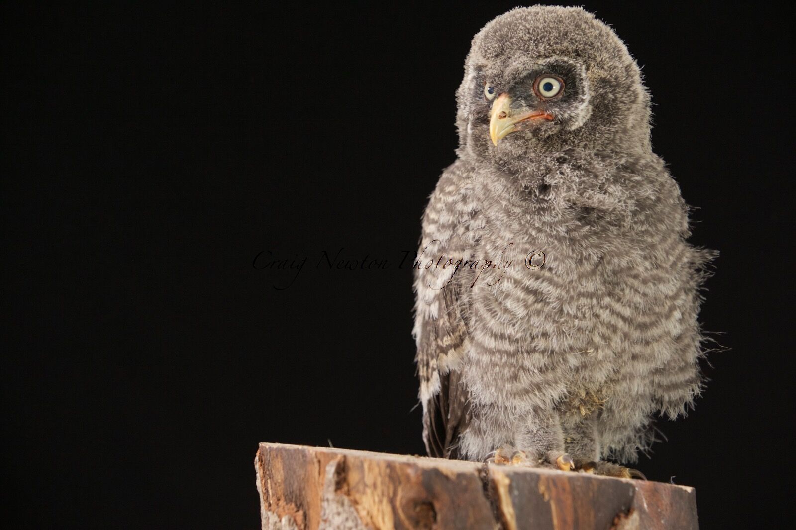 Great Grey Owl Juvenile (Strix nebulosa), Controlled Conditions