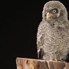 Great Grey Owl Juvenile (Strix nebulosa), Controlled Conditions