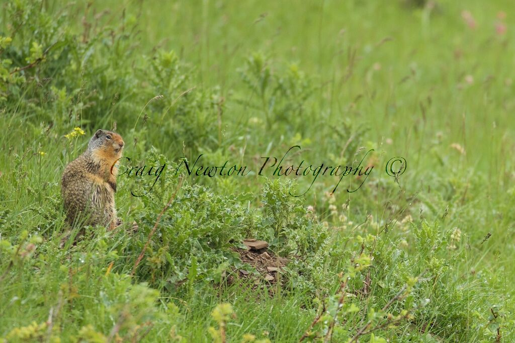 Columbian Ground Squirrel (Urocitellus columbianus), Banff NP, Alberta, Canada