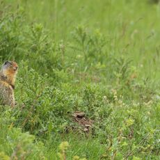 Columbian Ground Squirrel (Urocitellus columbianus), Banff NP, Alberta, Canada