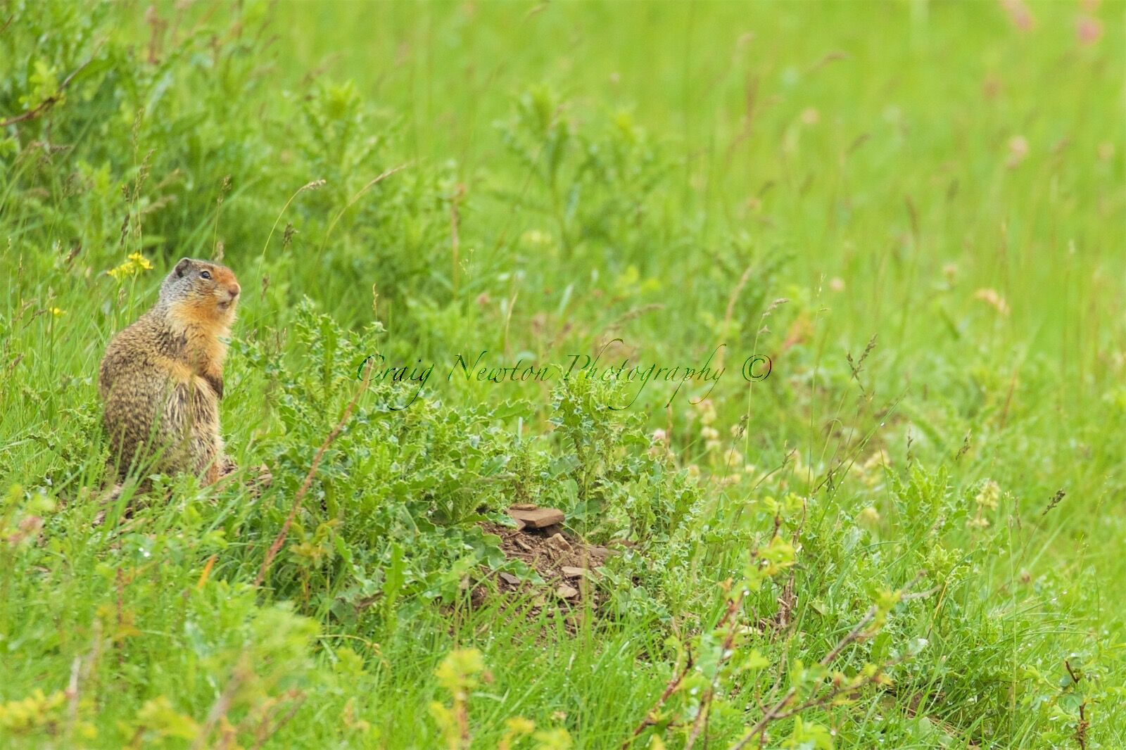 Columbian Ground Squirrel (Urocitellus columbianus), Banff NP, Alberta, Canada