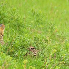Columbian Ground Squirrel (Urocitellus columbianus), Banff NP, Alberta, Canada