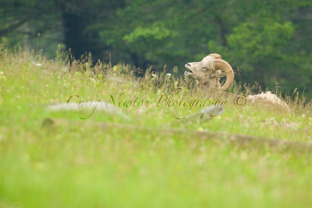 Rocky Mountain Bighorn Sheep (Ovis canadensis canadensis), Banff NP, Alberta, Canada