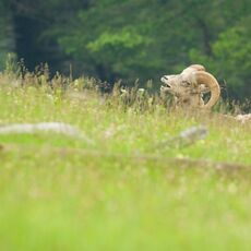 Rocky Mountain Bighorn Sheep (Ovis canadensis canadensis), Banff NP, Alberta, Canada