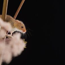 Harvest Mouse (Micromys minutus), Controlled Conditions