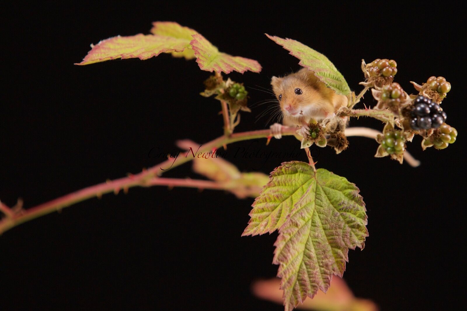 Harvest Mouse (Micromys minutus), Controlled Conditions