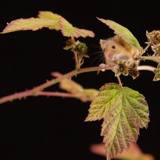 Harvest Mouse (Micromys minutus), Controlled Conditions