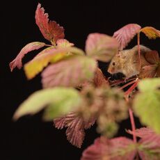 Harvest Mouse (Micromys minutus), Controlled Conditions