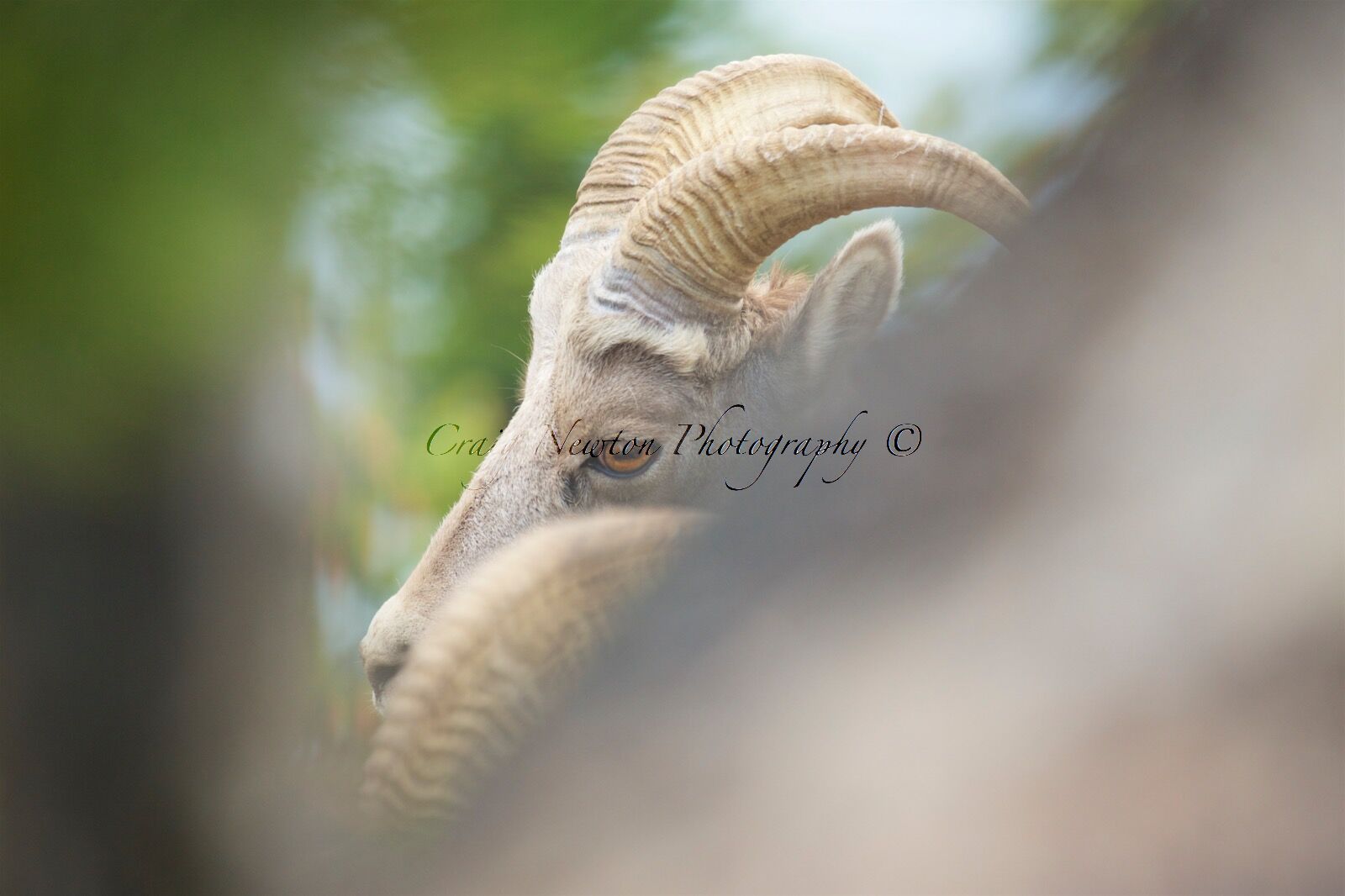 Rocky Mountain Bighorn Sheep (Ovis canadensis canadensis), Banff NP, Alberta, Canada