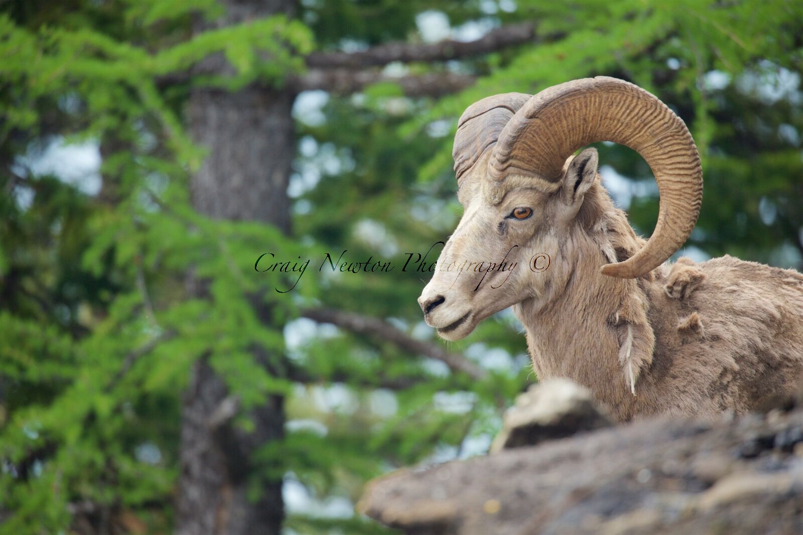 Rocky Mountain Bighorn Sheep (Ovis canadensis canadensis), Banff NP, Alberta, Canada