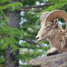 Rocky Mountain Bighorn Sheep (Ovis canadensis canadensis), Banff NP, Alberta, Canada