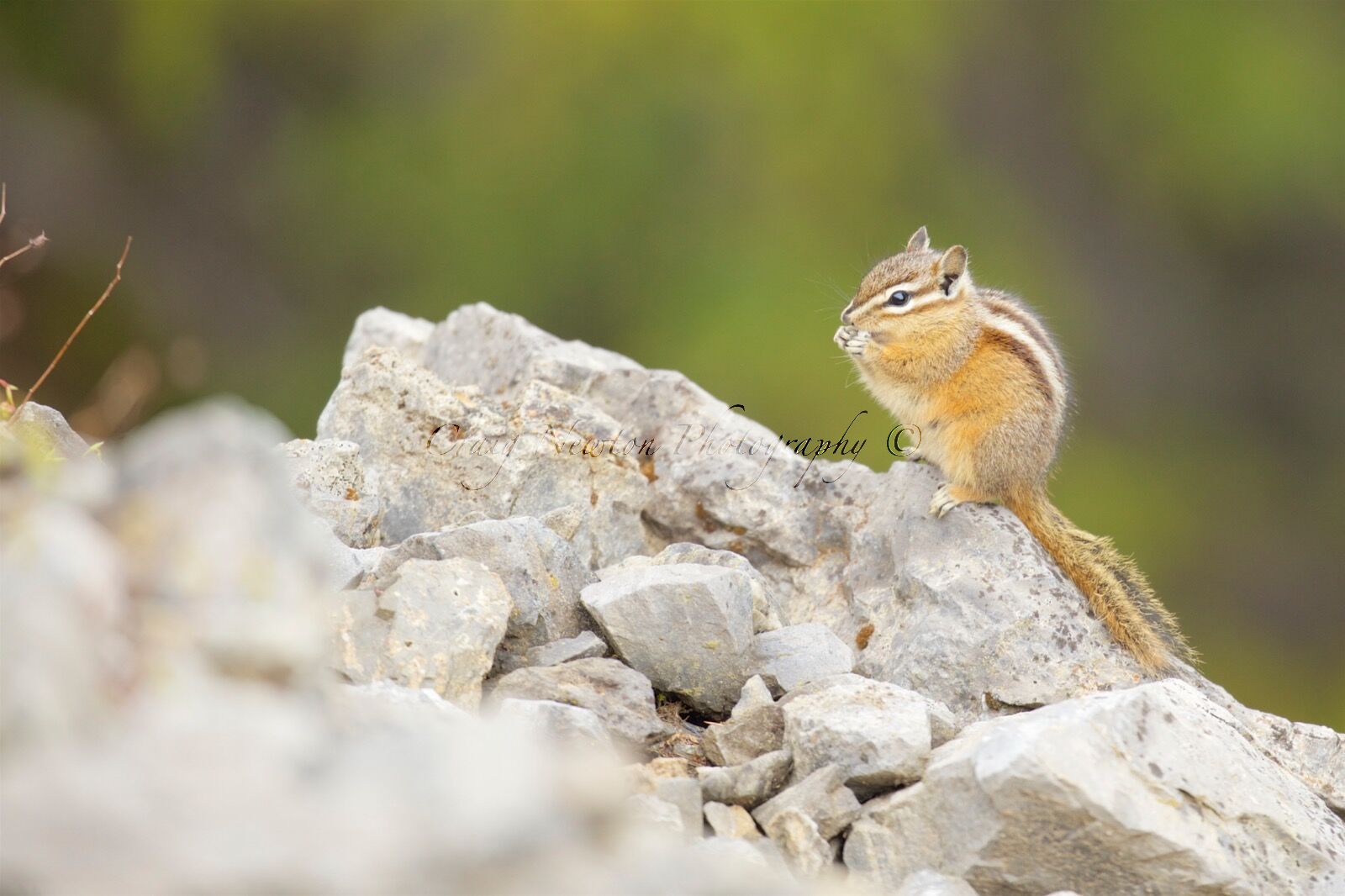 Least chipmunk (Neotamias minimus) Banff NP, Alberta, Canada