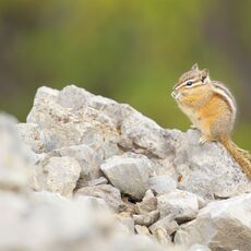 Least chipmunk (Neotamias minimus) Banff NP, Alberta, Canada