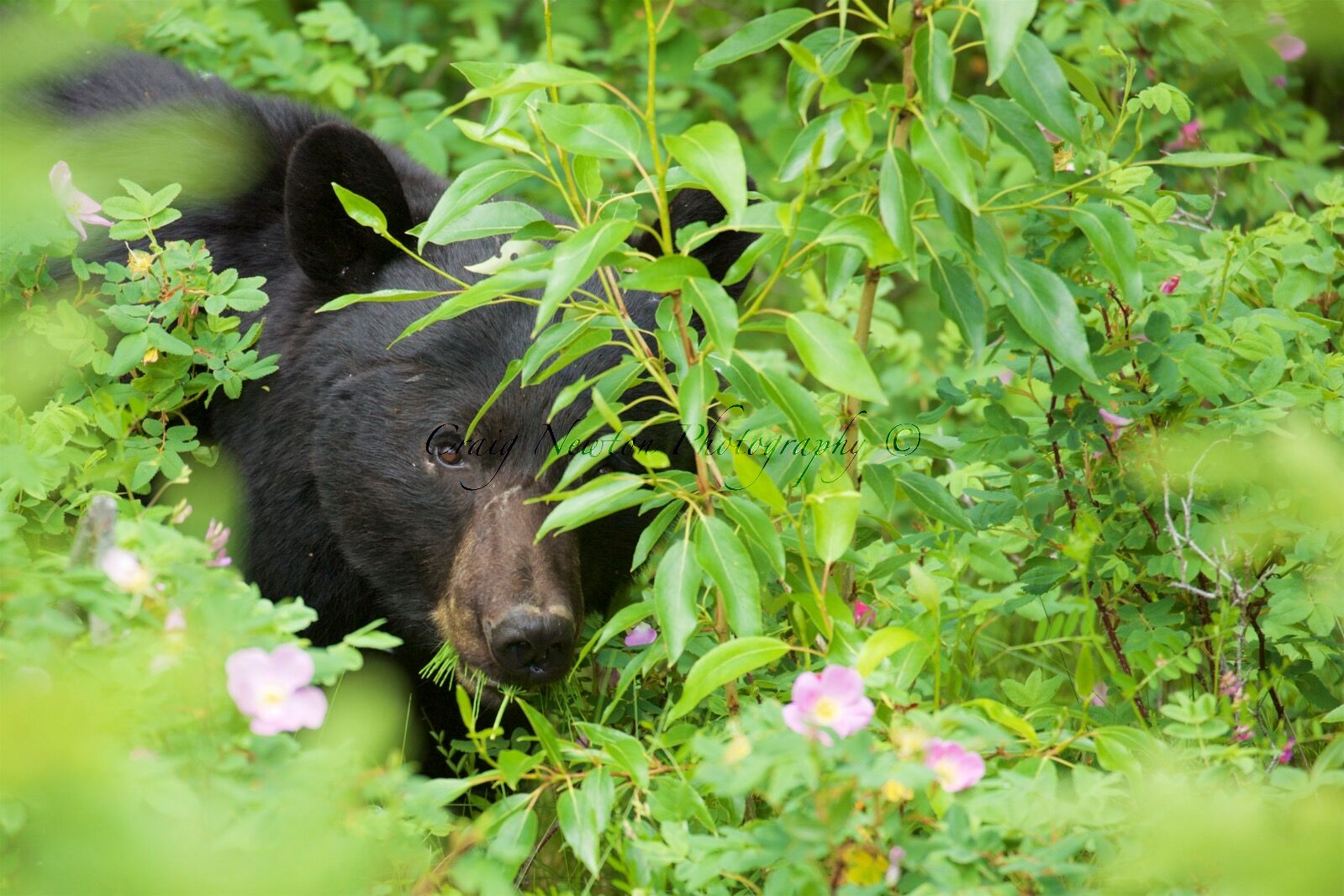 American Black Bear (Ursus americans), Jasper NP, Alberta, Canada