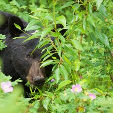 American Black Bear (Ursus americans), Jasper NP, Alberta, Canada